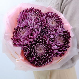 Сезонные хризантемы Бигуди - оттенок винный, 5 штучек