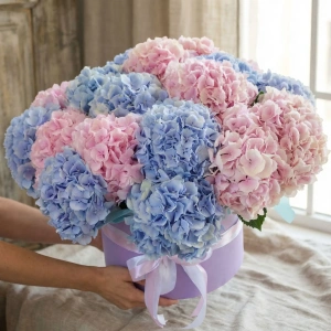Гортензия, 21 штучка. Большой букет в коробке