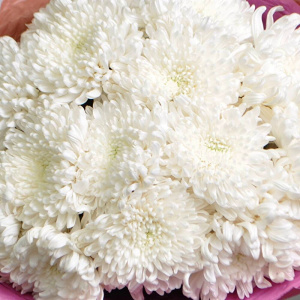 Белые хризантемы, 15 штучек