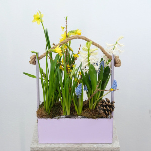 Садик с первоцветами в ящике: нарциссы, мускари, гиацинты