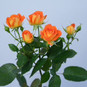 Роза кустовая, Кинг Баблс, 50 см, 3 ветки