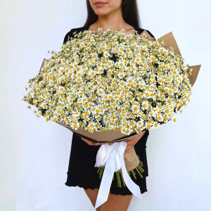 Охапка ромашек! Ромашки, 51 штучка букет с вазой
