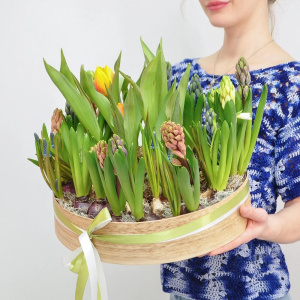 Садик с первоцветами в большом деревянном ящике: гиацинты, мускари, тюльпаны