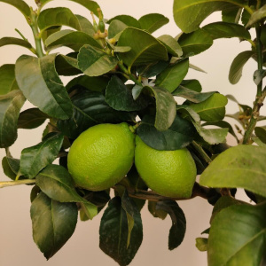 Лимонное дерево