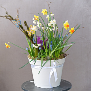 Нарциссы, мускари и гиацинты в большом кашпо «Облачный танцор». Луковичные первоцветы
