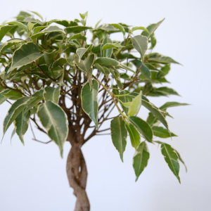 Фикус Бенджамина и нефролепис в сете "Зелёные друзья" (два комнатных растения) в кашпо