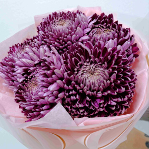 Сезонные хризантемы Бигуди - оттенок винный, 5 штучек