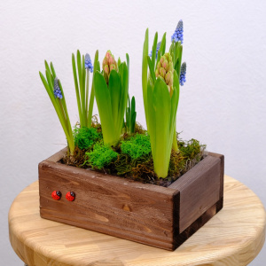 Садик с первоцветами: гиацинты и мускари в деревянном ящичке
