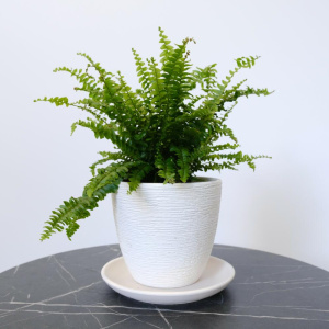 Комнатное растение Нефролепис (папоротник) в стильном кашпо