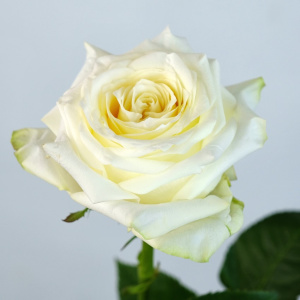 Роза Эквадор, сорт Кендилайт (ароматная) 60 см