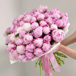 51 пион Сара Бернар (крупные пионы)