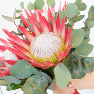 Букет для дерзкой невесты. Королевская протея и эвкалипт