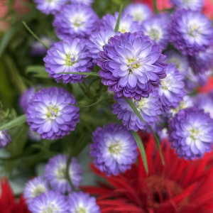 Пионы, герберы и амарант в летнем садовом букете