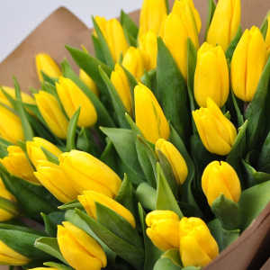 Жёлтые тюльпаны, 49 штук
