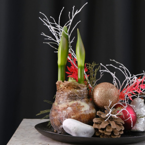 Луковица амариллиса в настольной композиции для интерьера