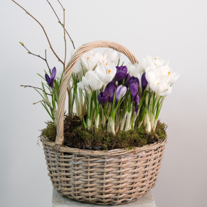 Садик с первоцветами в корзинке: крокусы