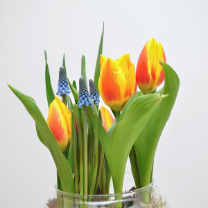 Садик с первоцветами: тюльпаны и мускари в стеклянной вазе