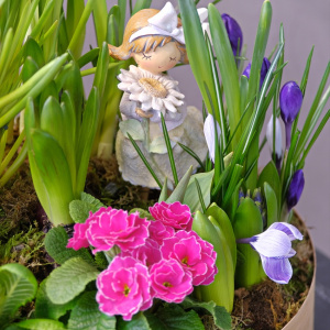 Садик с первоцветами: крокусы, мускари, нарциссы и примула "Цветочный хоровод"