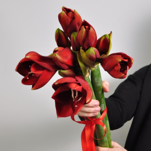 Амариллис, 3 штучки