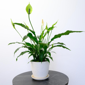 Комнатное растение спатифиллум Свит Сильвия (женское счастье) в кашпо