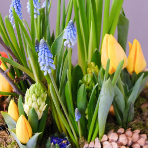 Садик с первоцветами: тюльпаны ,мускари, нарциссы и гиацинты "Солнечный садовник"