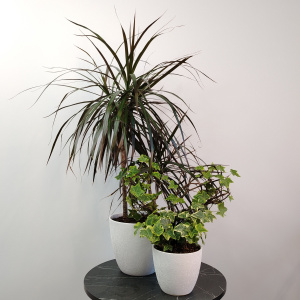 Сет комнатных растений для декора дома: драцена и хедера в кашпо