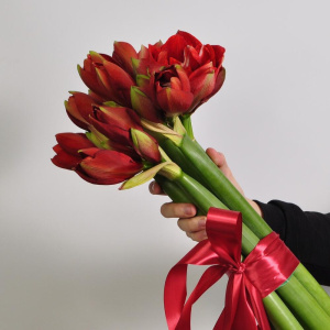 Амариллис, 7 штучек