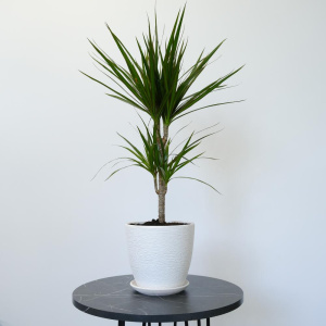 Фикус Бенджамина и драцена в сете "Зелёные друзья" (два комнатных растения) в кашпо