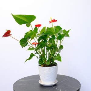 Антуриум (мужское счастье) в белом кашпо