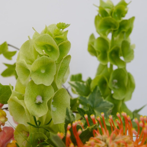 Экзотическая композиция для интерьера в стеклянной вазе: моллюцелла, нутан и антирринум