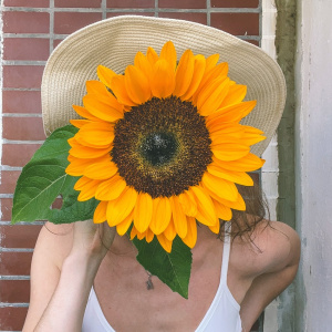 Подсолнух садовый крупный