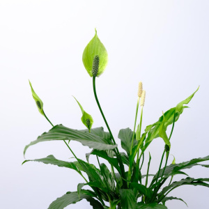 Комнатное растение спатифиллум Свит Сильвия (женское счастье) в кашпо