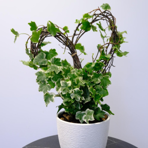 Плющ (Хедера) на каркасе "Сердце"