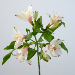 Альстромерия