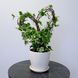 Плющ (Хедера) на каркасе "Сердце"