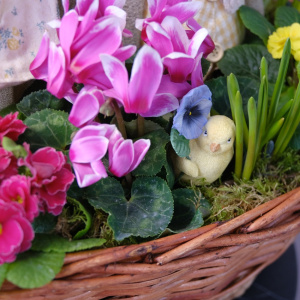 Садик с первоцветами в корзине: мускари, примула, нарциссы и цикламен "Весенние гуси"