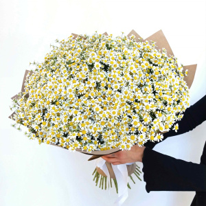 Охапка ромашек! Ромашки, 51 штучка букет с вазой