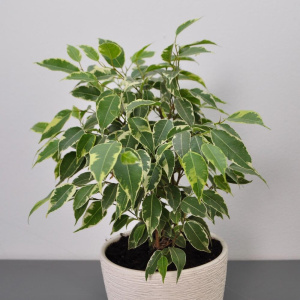 Сет комнатных растений для декора дома: фикус бенджамина и  шефлера в кашпо