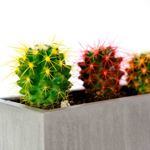 Яркие кактусы в стильном кашпо