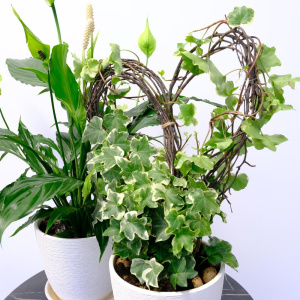 Спатифиллум и плющ в сете «Счастье в дом» (два комнатных растения) в кашпо