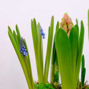 Садик с первоцветами: гиацинты и мускари в деревянном ящичке