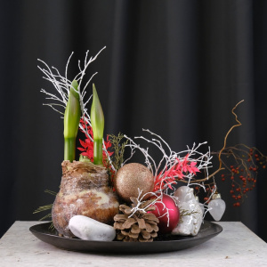 Луковица амариллиса в настольной композиции для интерьера