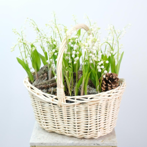 Весенние ЛАНДЫШИ в корзине, 49 шт, (Премиум мини-садик)