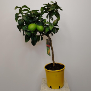 Лимонное дерево