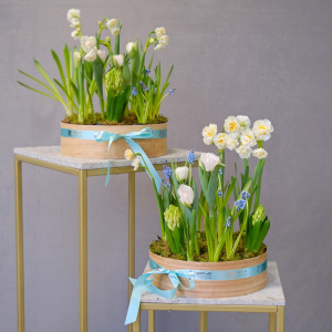 Садики с первоцветами для поздравления коллег. С вашей брендированной лентой!