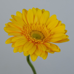 Гербера. Цвета в ассортименте