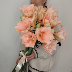 Амариллис персиковый, 5 штучек
