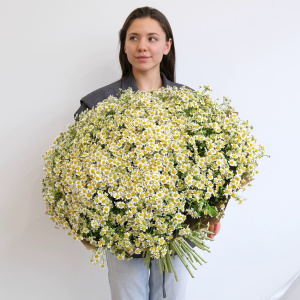 Ромашковое поле в букете! 101 ромашка