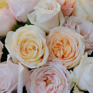 Английские розы Дэвида Остина, 15 штучек