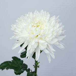Хризантема одноголовая, белая 5 штук